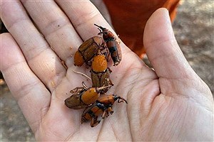 ادامه ردیابی و کنترل سرخرطومی حنایی خرما در لامرد