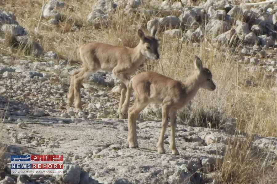 فصل زایش حیات وحش شهرستان لامرد آغاز شد