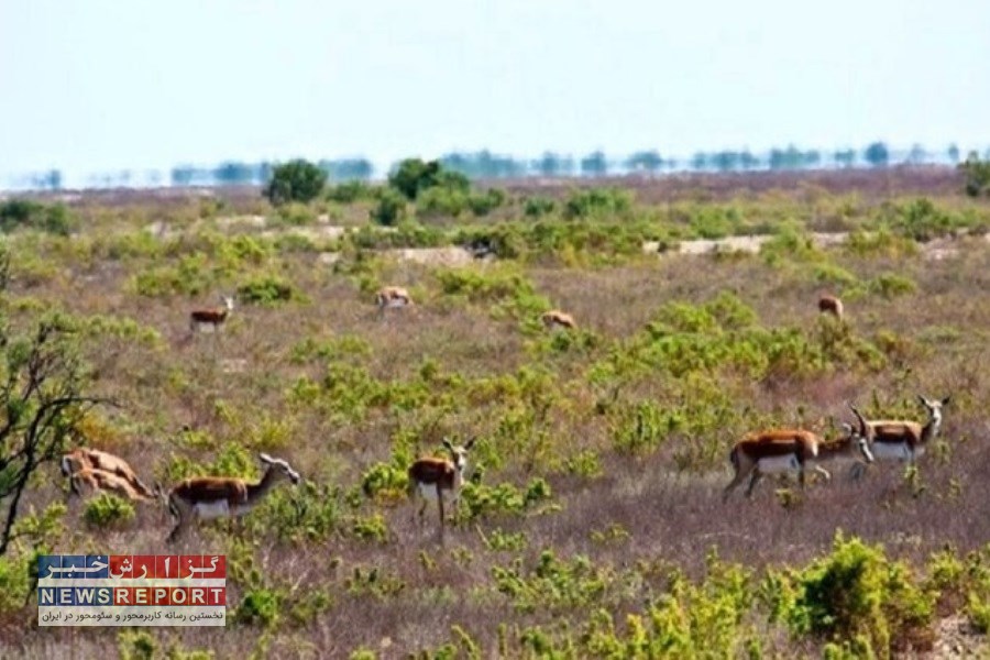 هشت نفر متخلف محیط زیستی در شهرستان اقلید دستگیرشدند