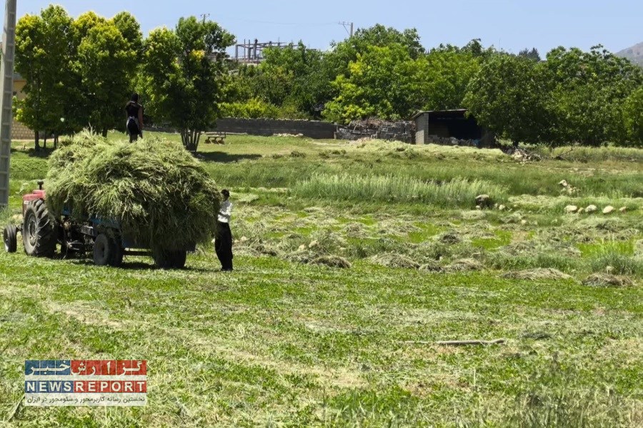 سه هزار هکتار جو علوفه ای در بیضا برداشت شد