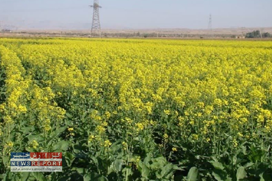 کاشت کلزا در لامرد به پایان رسید