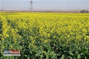 کاشت کلزا در لامرد به پایان رسید