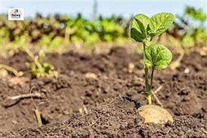 آغاز کشت ۱۰۰هکتار سیب زمینی در اراضی زراعی شهرستان کوار