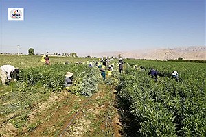 برداشت بیش از ۸ هزار تن باقلا از مزارع شهرستان فسا