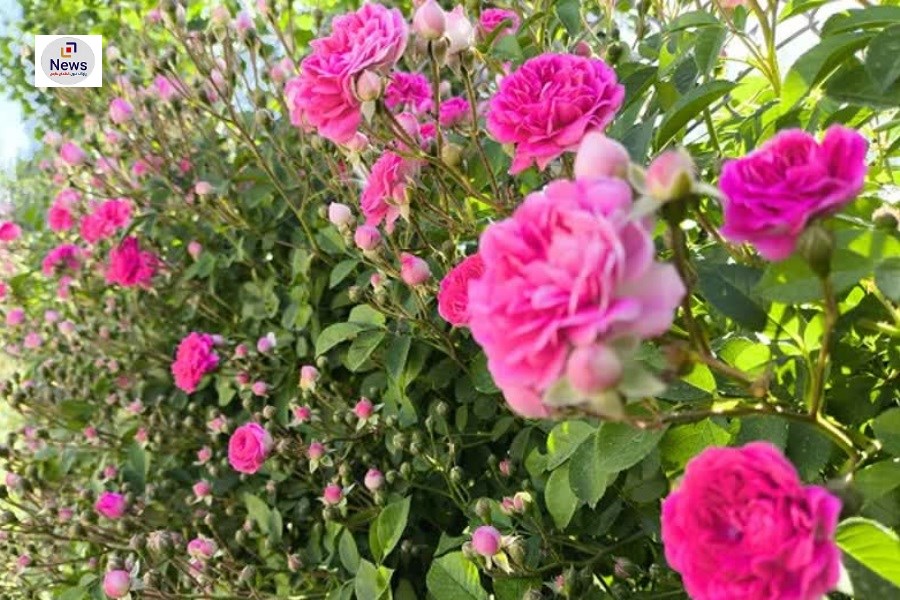 اشتغال 100 نفر در گلستان‌های بیضا