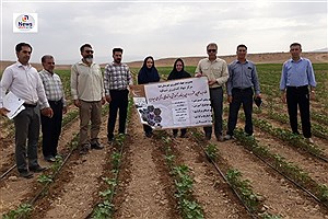 کشت پنبه در فسا: پایان کار بر روی 2 هزار هکتار زمین