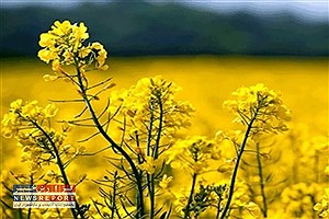 کلزا در بافق؛ گامی محدود اما مؤثر در مسیر خودکفایی روغن خوراکی