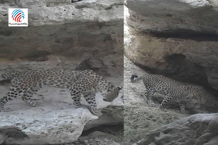 ثبت تصاویر ۲ پلنگ ایرانی بر فراز کشکو لامرد در نمای دوربین‌ها